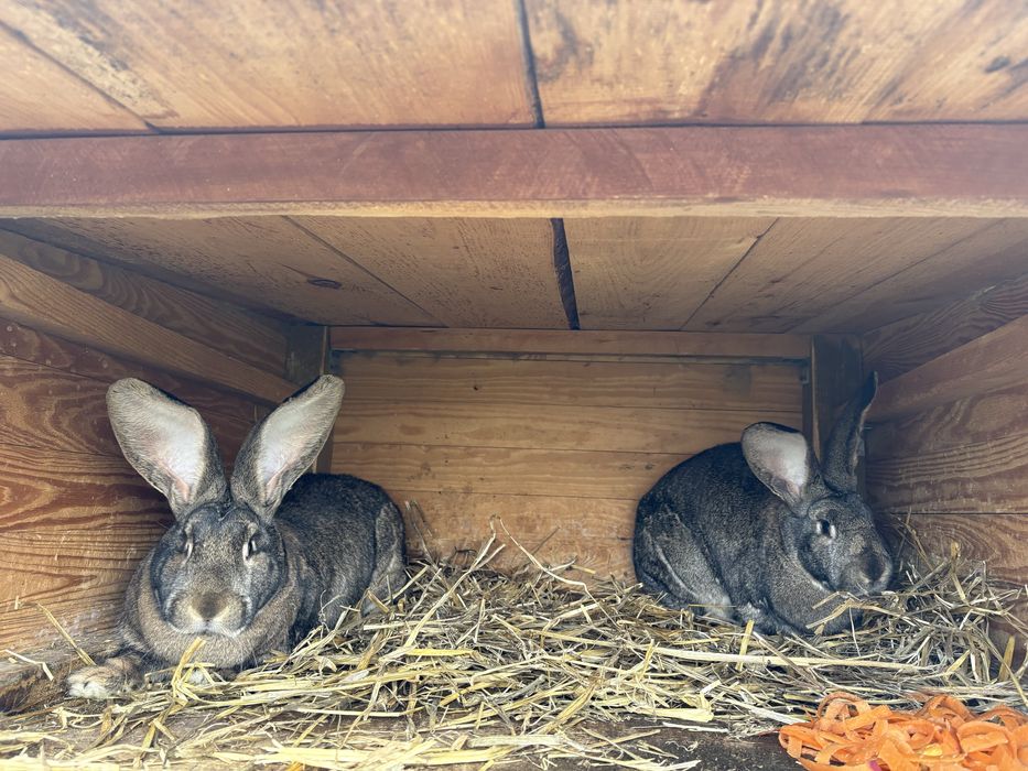 Samica olbrzym belgijski