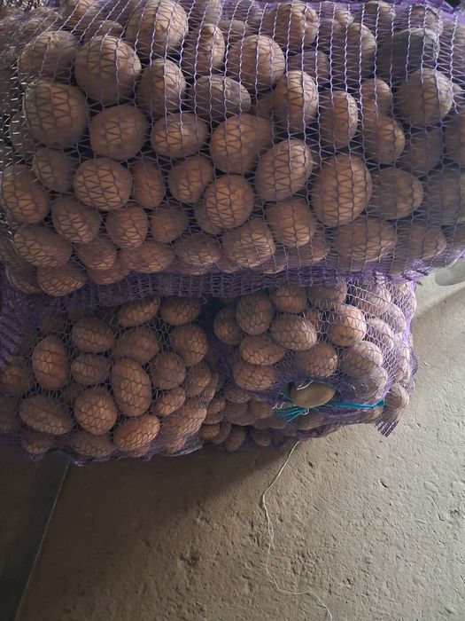Продам домашню  картоплю