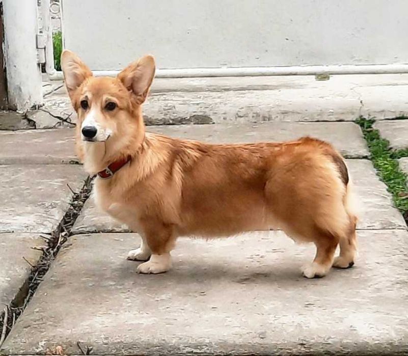 вельш коргі пемброк ,дівчинка бобтейл