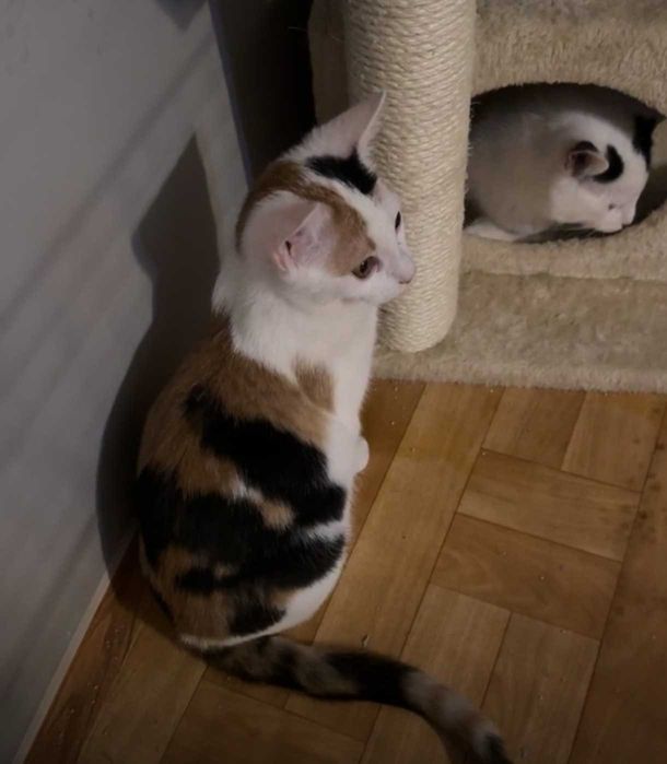 SISI – delikatna księżniczka szuka swojego spokojnego królestwa