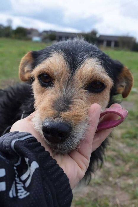 Nieduży (10kg),SPOKOJNY,grzeczny Tadeusz