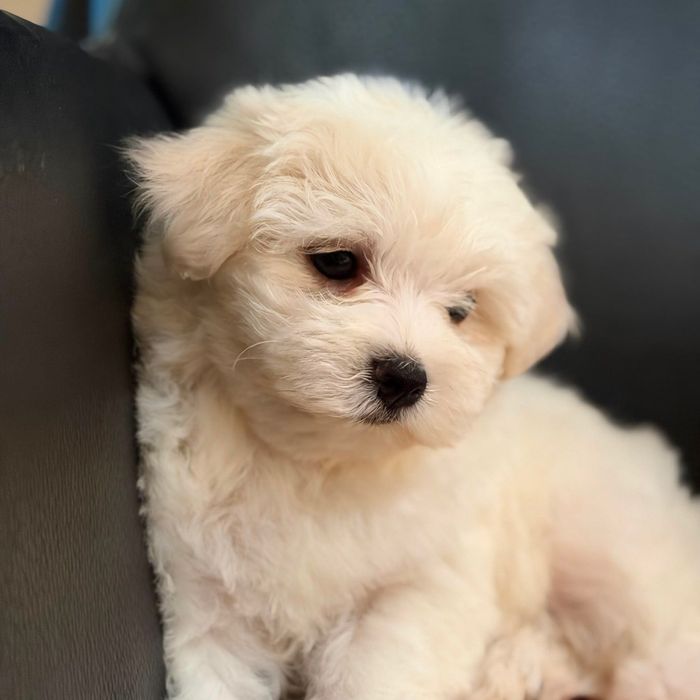 Bichon Maltes disponivel para alegrar uma familia