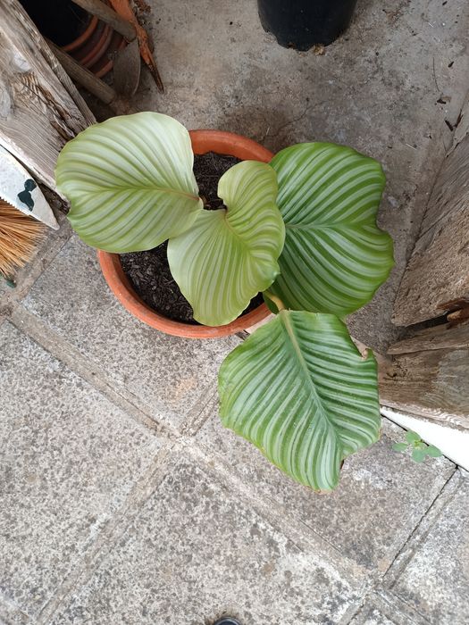 Planta, orbifolia (calateia-orbifólio)