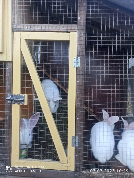 Кролики  Білий велетень, бургундці, німецький строкатий велетень