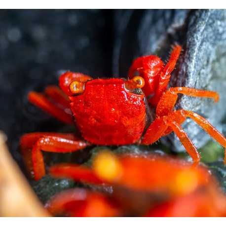 Caranguejo Vampiro - Geosesarma diferentes espécies Paludário Vivário
