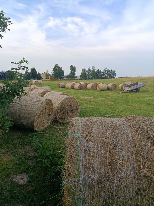Sprzedam tegoroczne bale.