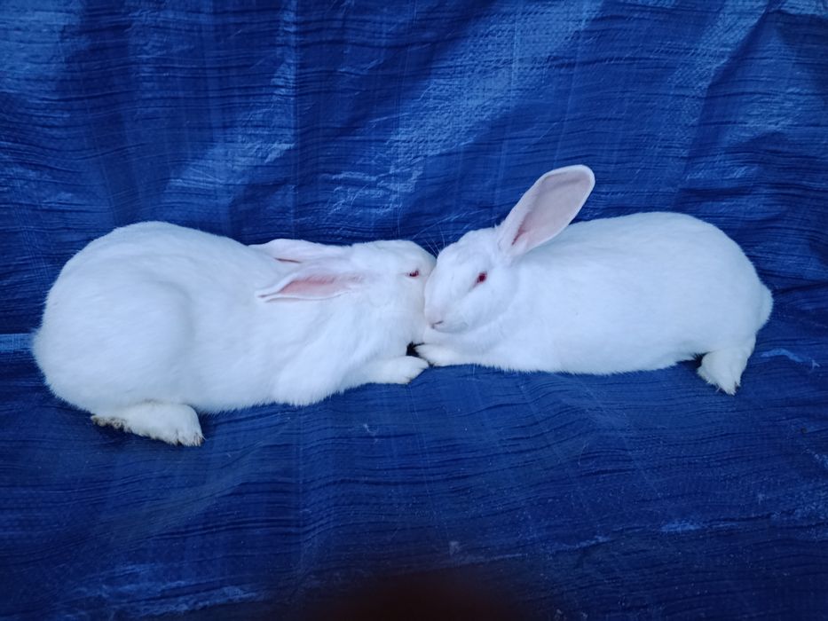 ТЕРМОНЦІ самці і самки.