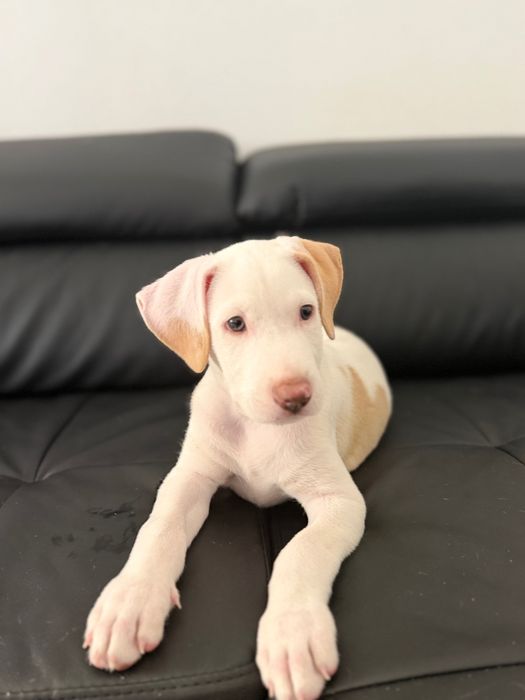 Cão para adoção