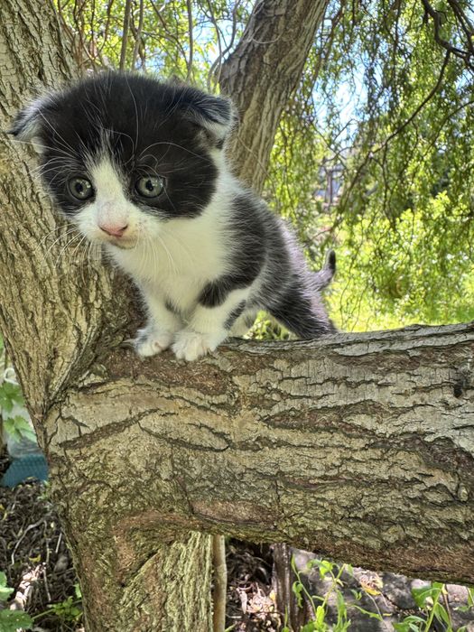 Британские котята