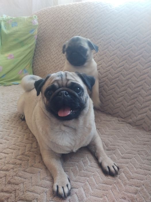 Шикарная шиложопая девочка с документами клуба УКФ