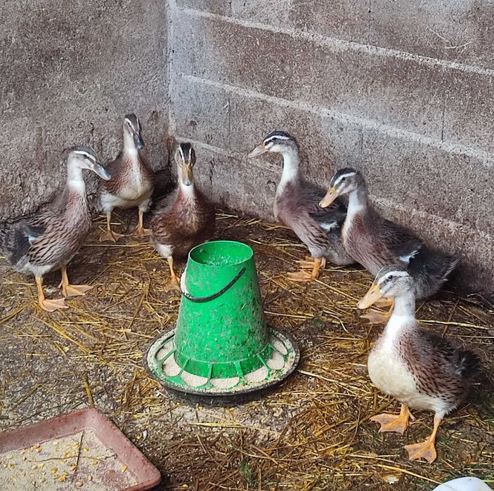 Vendo Patos Rouen e pequins deste ano
