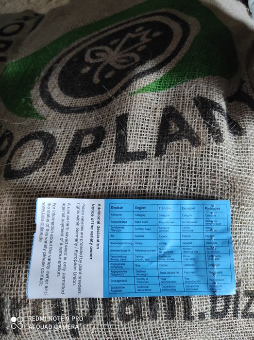 Насінєва картопля рев'єра 1 репродукції бульба, насінева картофель