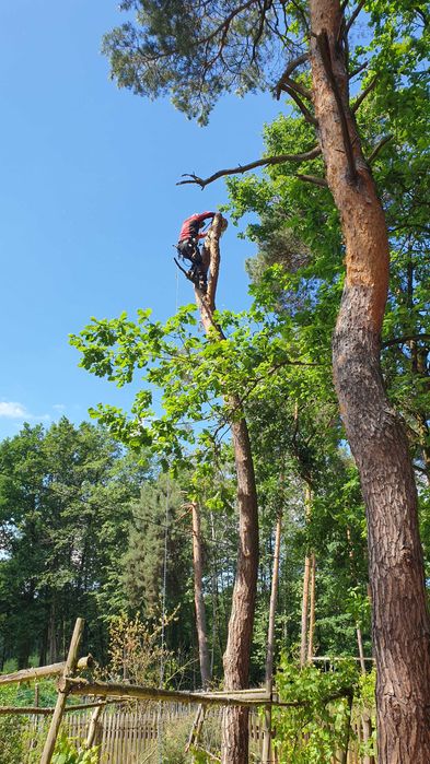 Wycinka drzew. Alpinistyczna. Przycinka drzew, RĘBAK