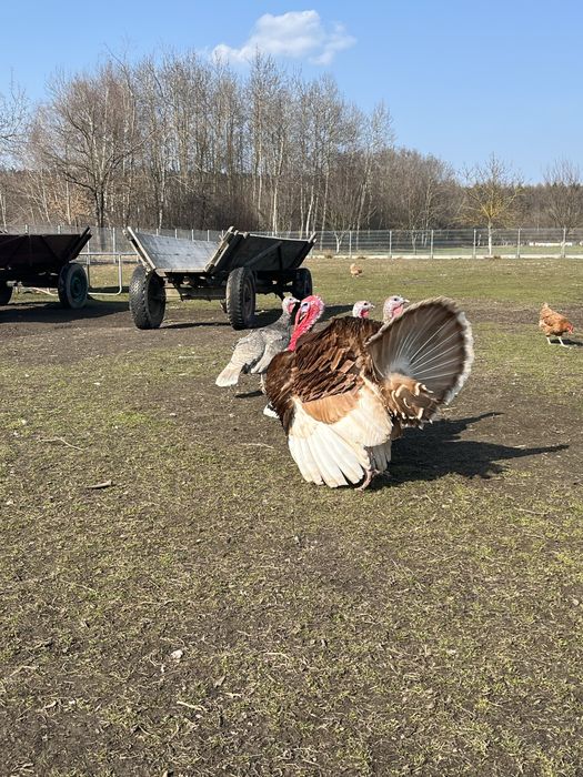 Indor czerwony duży