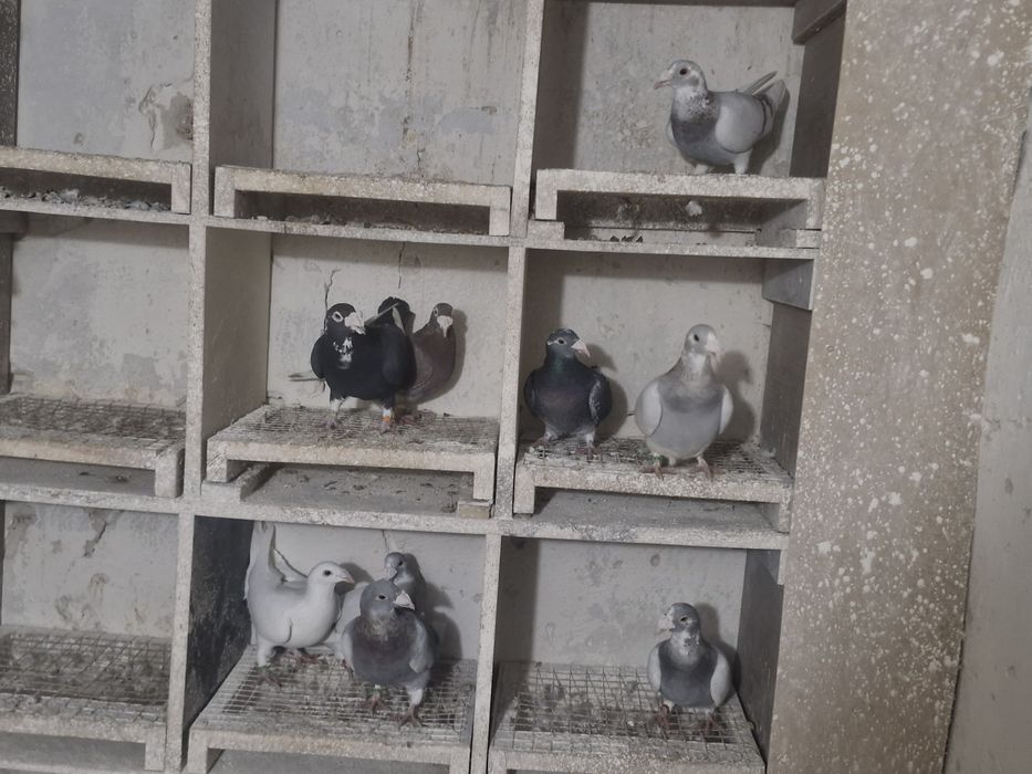 Gołębie staropolskie 9 sztuk