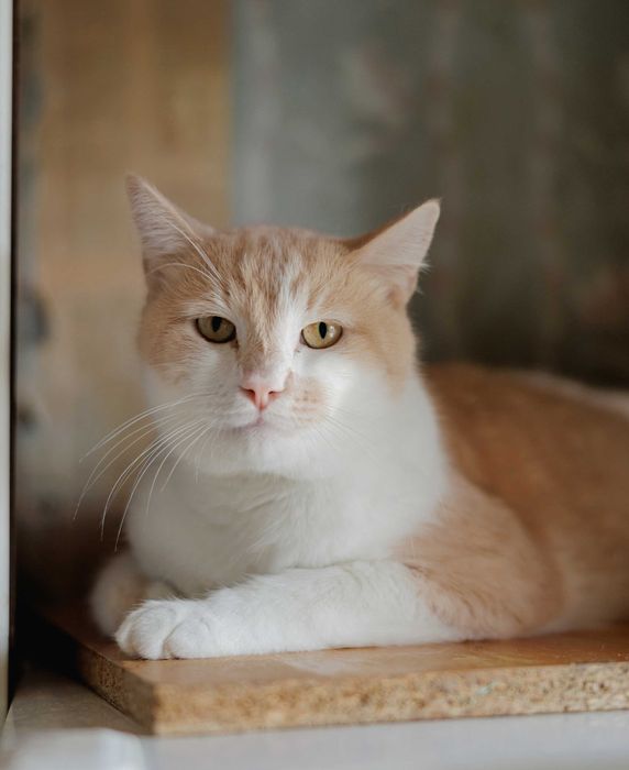 Ніжний Персей (2 роки) мріє про добрих господарів. Кастрований. Кот