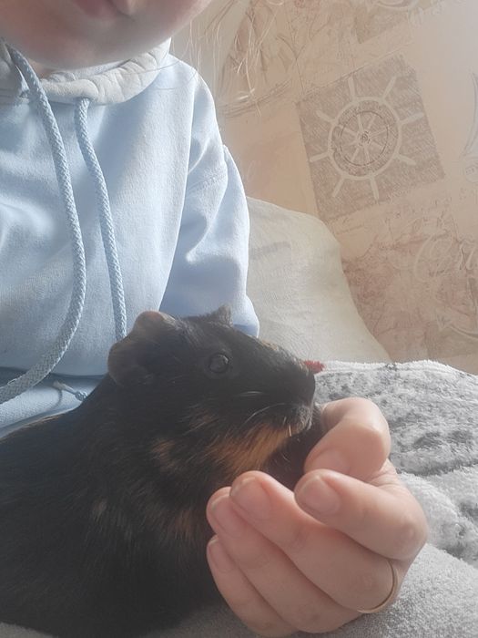 Віддам морських свинок