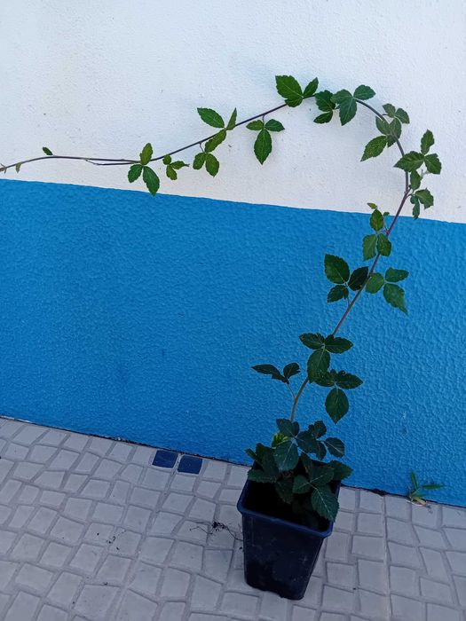 Amoreira Rubus fruticosus 'Black Satin sem espinhos trepadeira