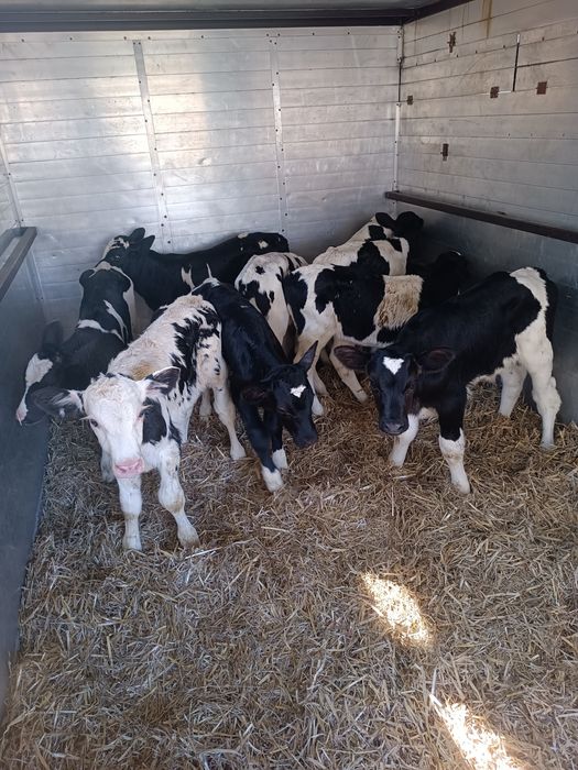 Sprzedam Byczki 3-4 tygodnie