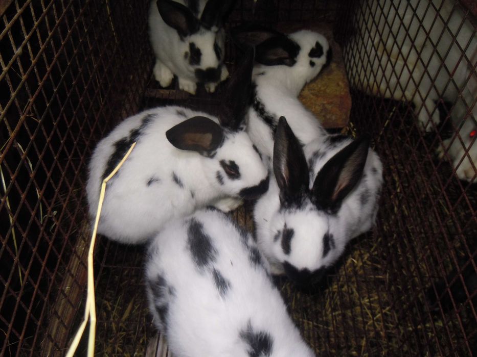 Кітні кролиці. Кролі порди - Термонська Біла .