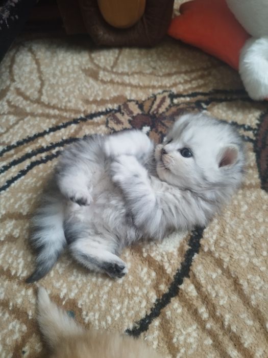 Котик приглашает на вязку.