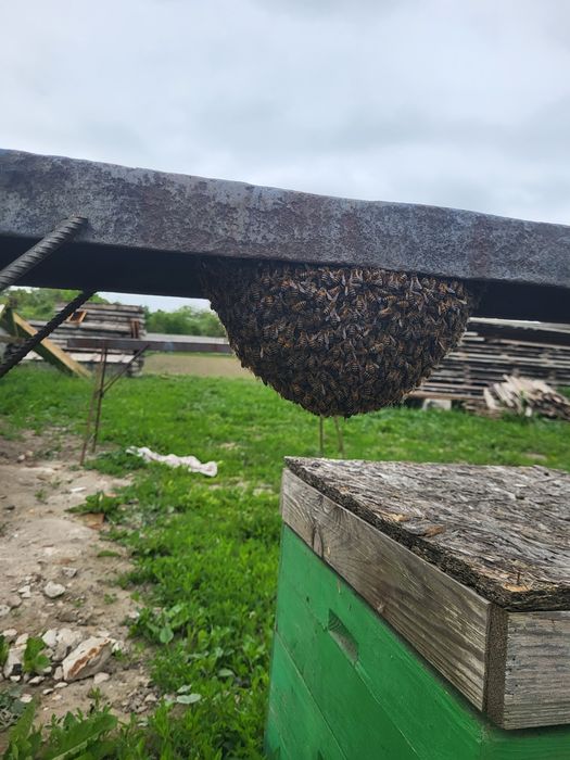 Бджоли вулики зимувалі