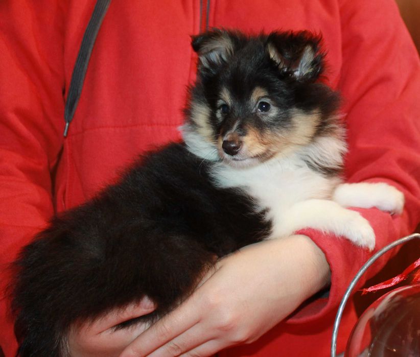 owczarek szetlandzki piesek po ZwŚw, ZkWP/FCI typ angielska