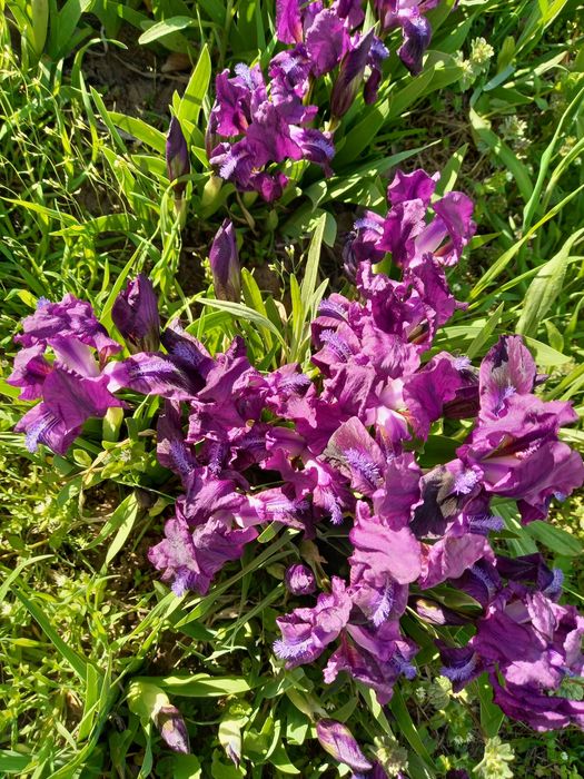 Іриси карликові ранні гіганти півники квіти рослини