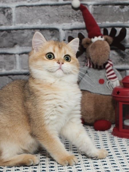 Для бронювання чарівна золота Британочка