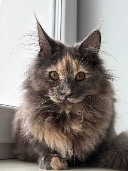 Черепахова дівчинка мейн-кун WCF • ніжна