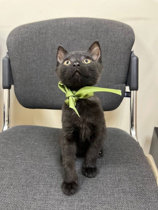 Віддам у добрі руки кошенят