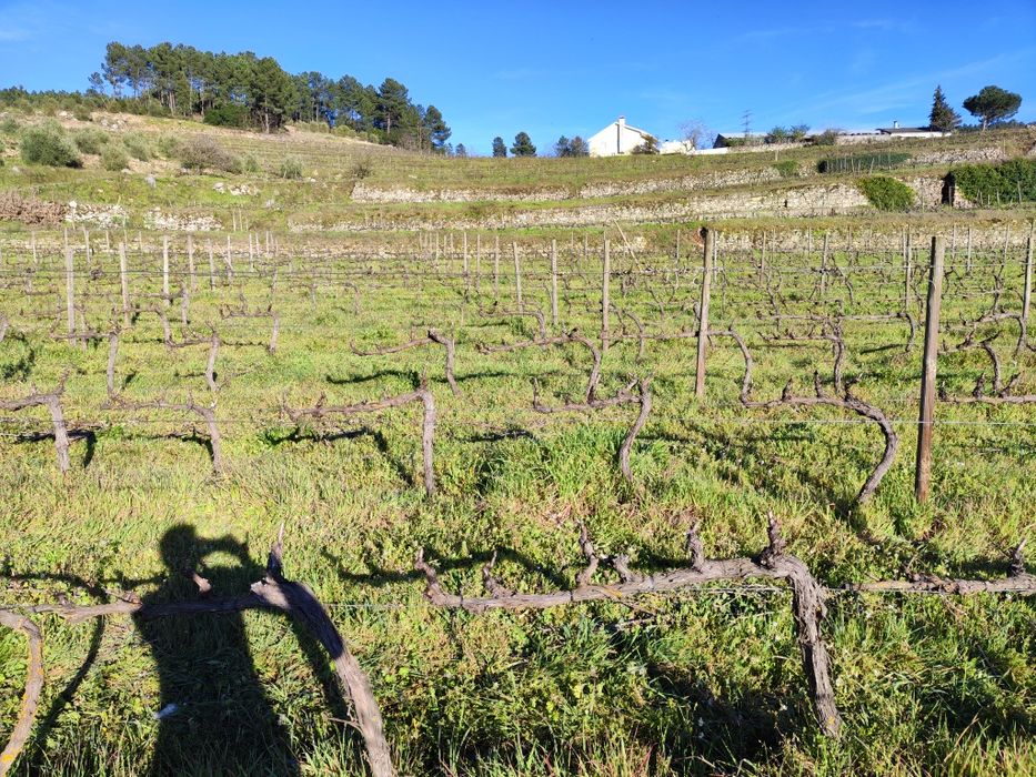 Quinta Ucanha 4 Hectares