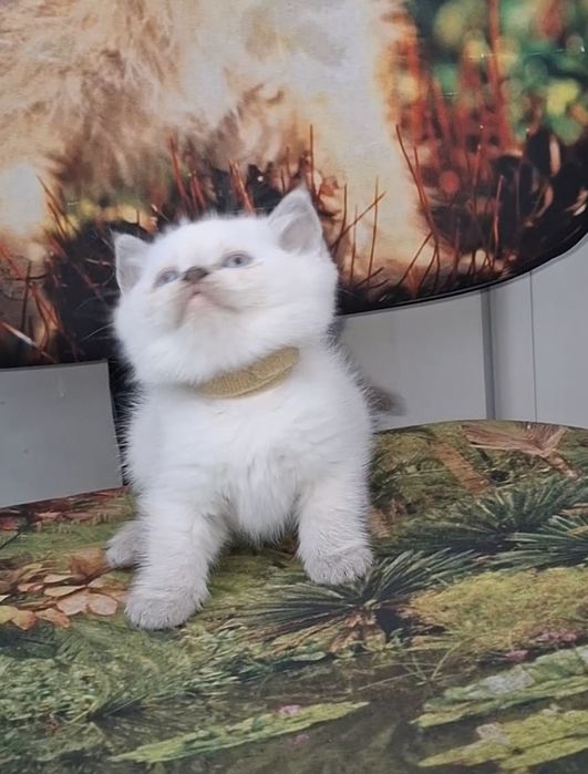 Шотландська висловуха