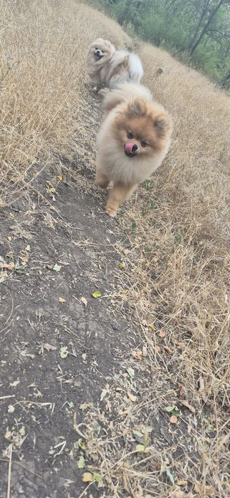 Продаётся щенок шпиц