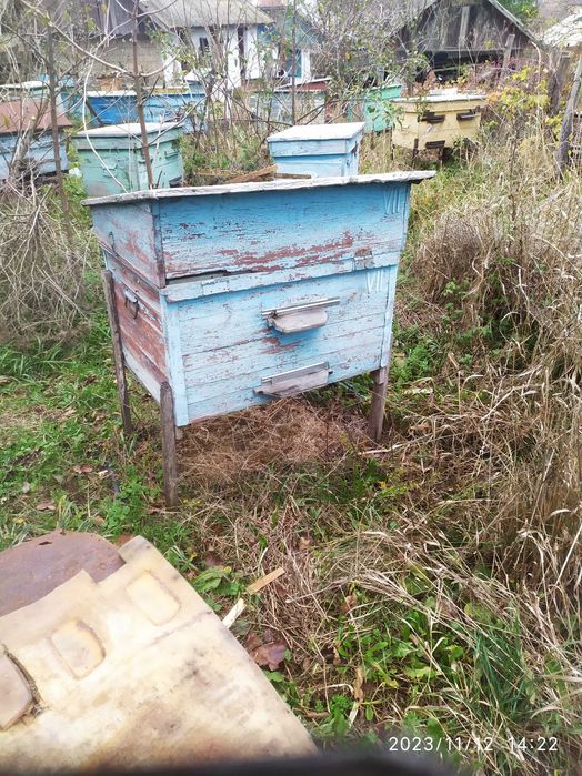 Вулики даданівські