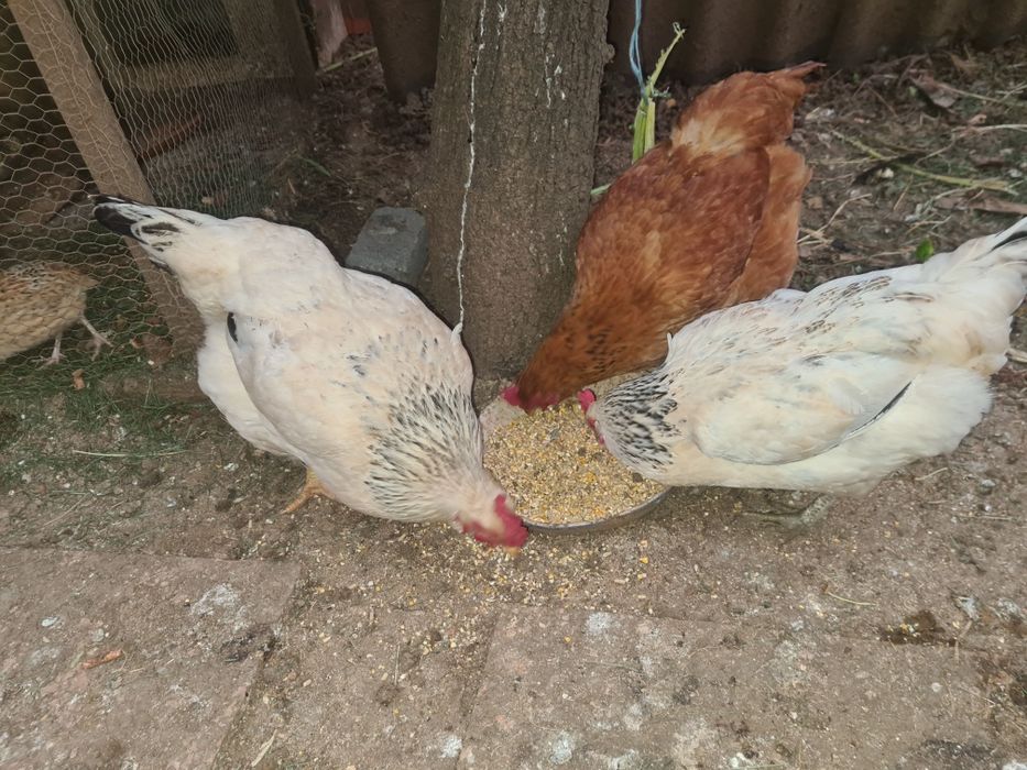 Vendo Ovos caseiros