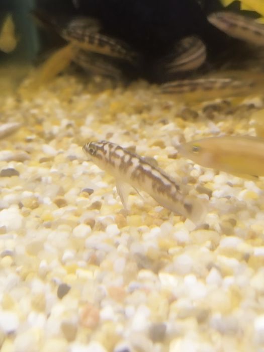 Julidochromis transcriptus kelemie tanganika