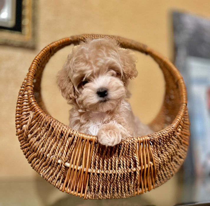 Мальтіпу Міні  мікро дівчинка