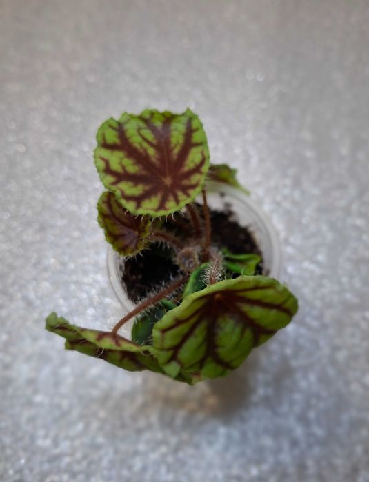 Бегонії рідкісні