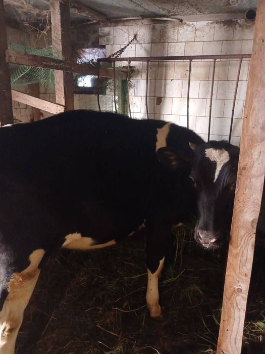 Теличка голштин-чорноряба