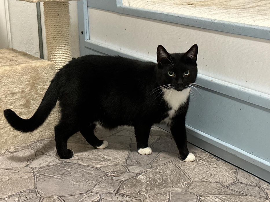 MARTIN – koci dżentelmen w białych skarpetkach