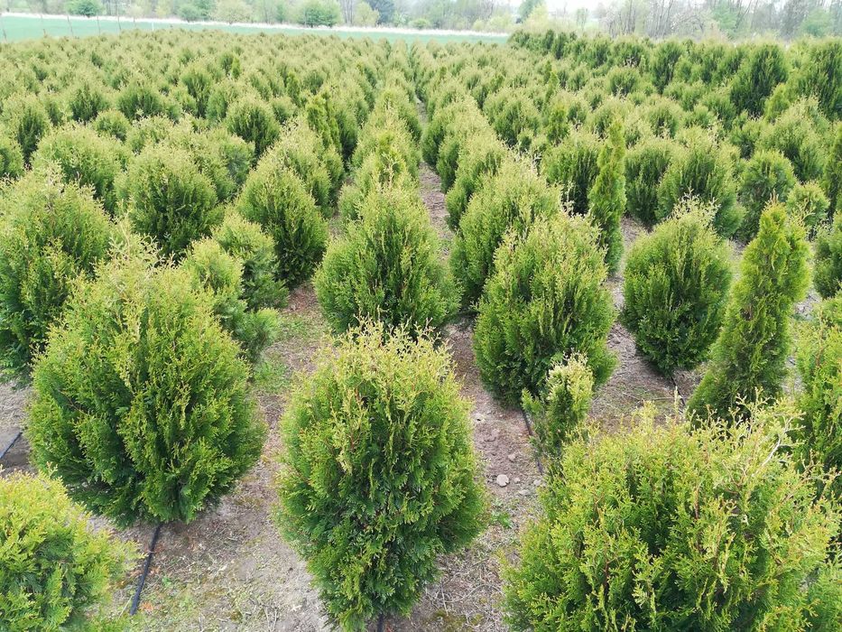 Tuja stożkowa szmaragd od 100 cm w doniczce do 300 cm drzew z gruntu