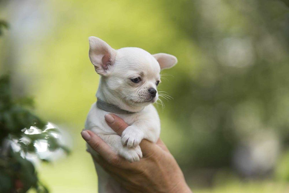 Щенки Чихуахуа ищут дом