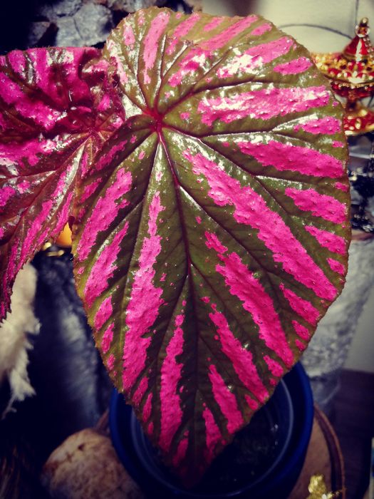 Begonia Brevirimosa RZADKOŚĆ roślina kolekcjonerska nie Monstera