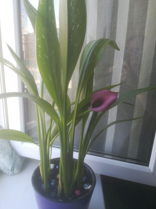 Родам каллу ПИКАССО