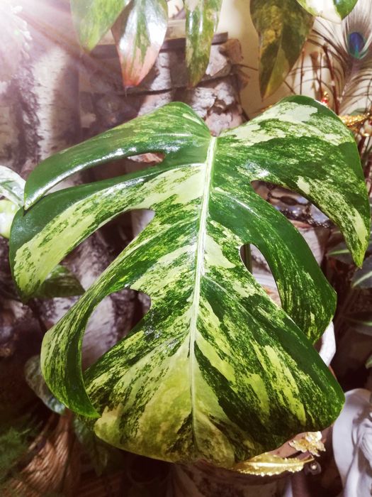 Monstera Marmorata Yellow Marylin Form Variegata Philodendron DUŻA RZADKOŚĆ!
