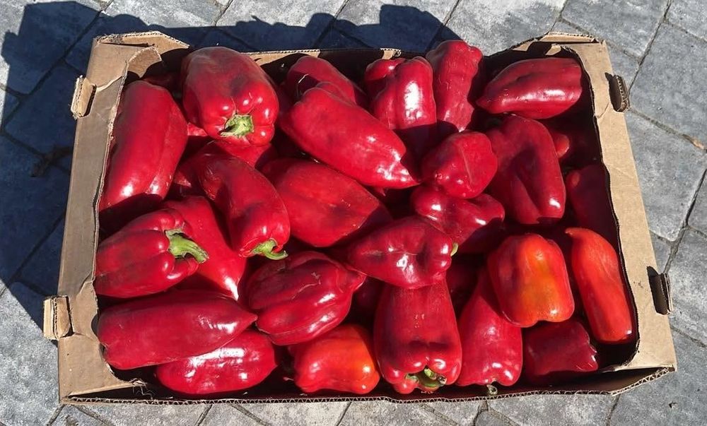 Papryka czerwona - 10 kg - dla Pana