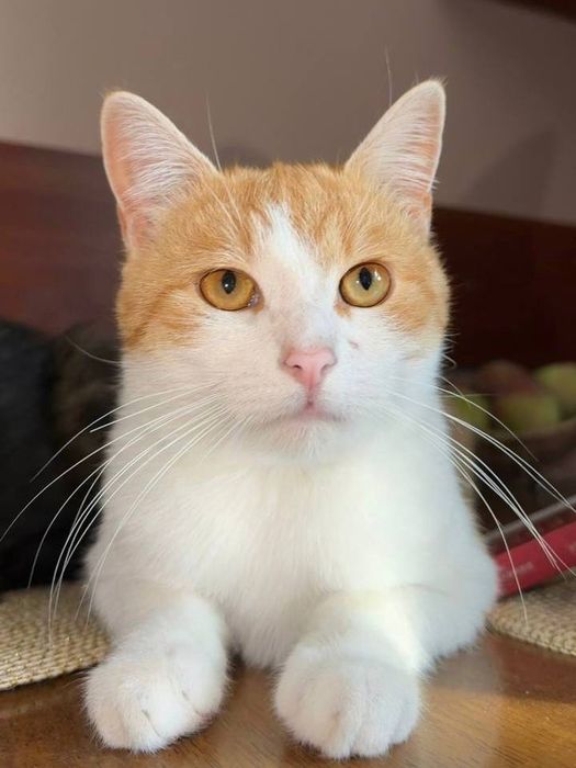 Котик молодий кастрований,кіт