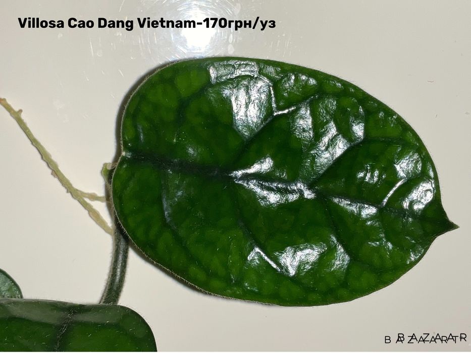 Хойя сорта срез