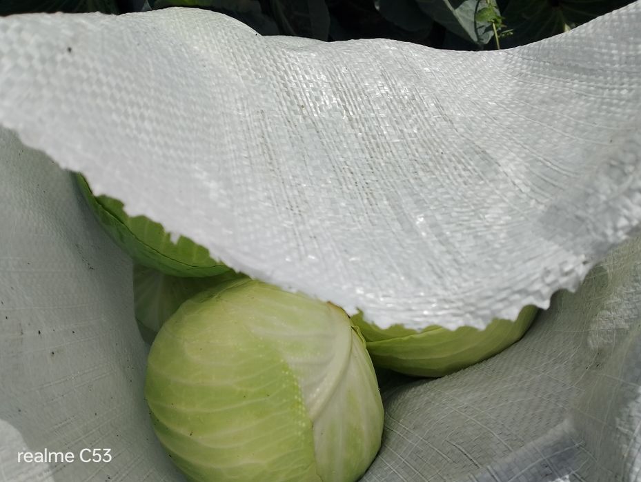 Продам капусту Центуріон.агресор.. С.Чаплинка